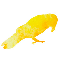  isolated watercolor silhouette of crows, bird