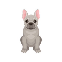 French bulldog sitting isolated on white background. Dog with smooth gray coat, pink ears and shiny eyes. Flat vector design