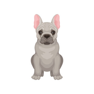 French bulldog sitting isolated on white background. Dog with smooth gray coat, pink ears and shiny eyes. Flat vector design