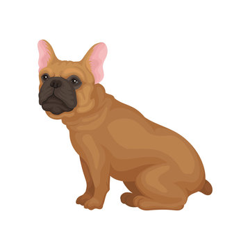 French bulldog sitting isolated on white background. Home pet. Small dog with smooth brown coat and big pink ears. Flat vector icon