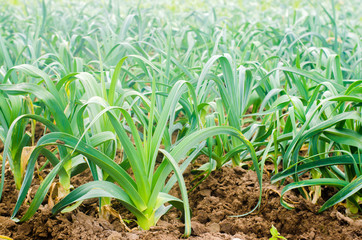 leek growing in the field. Agriculture, vegetables, organic agricultural products, agro-industry....