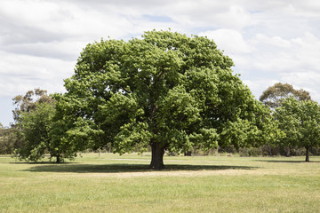 Natural landscape of recreational park tree, Australia