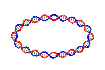 DNA strand in form of oval. Vector illustration.