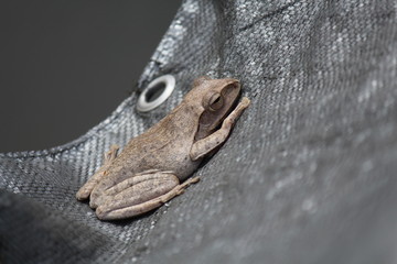 TREE-FROG,  it is on black cloth,  be careful dangerous around,  Thai people call PAT.