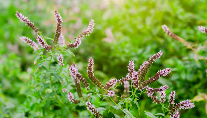 beautiful mint bloom in the garden. natural wallpaper / background. purple flowers. fragrant bush. close-up. macrophotography