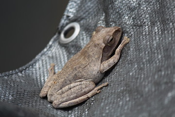 TREE-FROG,  it is on black cloth,  be careful dangerous around,  Thai people call PAT.