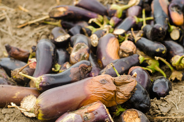 rotten spoiled eggplant vegetables lie on the field. poor harvest concept. production waste, plant disease. agriculture, farming. utilization of agro-industrial waste. compost