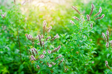 beautiful mint bloom in the garden. natural wallpaper / background. purple flowers. fragrant bush. close-up. macrophotography. selective focus