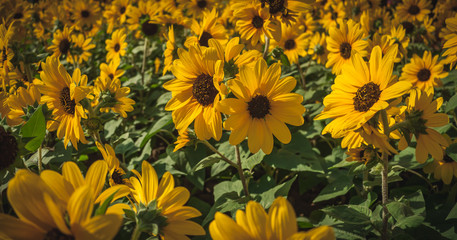 field of yellow sun flowers