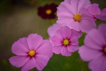 コスモス