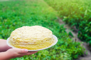 Napoleon cake in female hands. sweet food. freshly prepared. green background