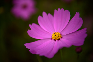 Fototapeta premium コスモス