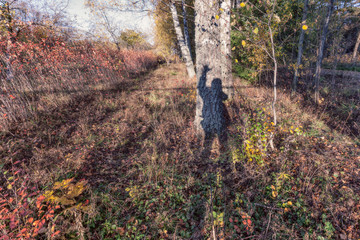 autumn landscape in the forest with the shadow of the photographer on a big tree