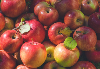 Ripe autumn apples in a sunny garden