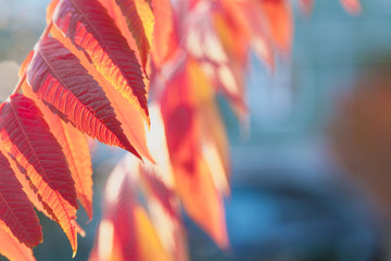 Branch of  sumach plant with red leaves close up