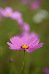 コスモス