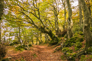 Sentiero di montagna nel bosco autunnale