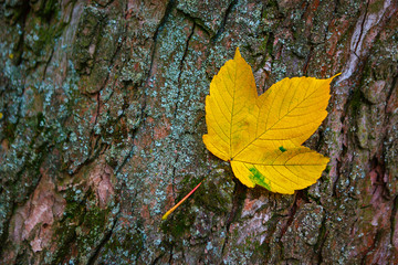 Yellow maple leaf against the background of the bark