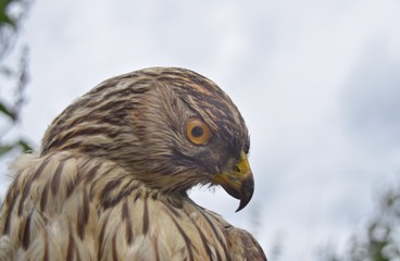 Ausgestopfter Raubvogel vor verhangenem Himmel