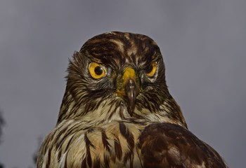 Ausgestopfter Raubvogel vor verhangenem Himmel