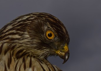 Ausgestopfter Raubvogel vor verhangenem Himmel