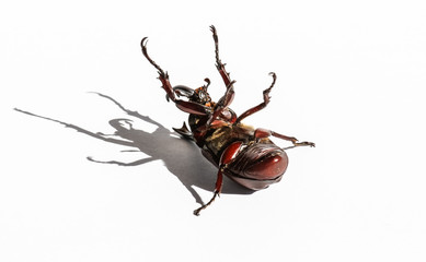 Stag or Rhinoceros beetle