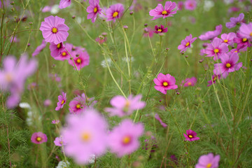コスモス
