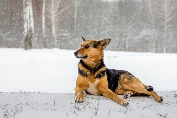 The dog lays on snow in the winter during snowfall_