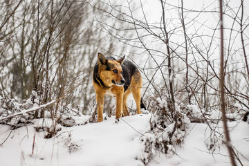 Hungry dog in the winter in the woods is looking for food _