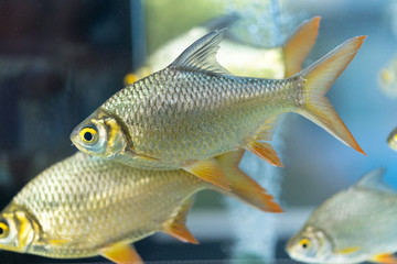 Red-tail Tinfoil Barb