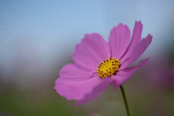 Obraz premium コスモス