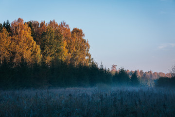 Forest covered in fog and sunrise light. Autumn misty background.