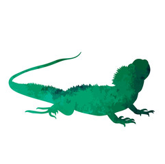  isolated watercolor silhouette of iguana
