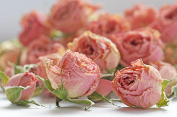 dry buds of small pink roses flowers with green sepals © Olga