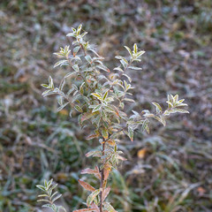 frost blue on leaves