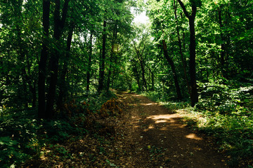 Obraz premium green trees in the forest in the sunlight