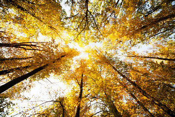 Treetops in the autumn forest. photographed on a fisheye lens. focus on the tops of trees