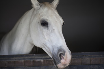 portrait of a horse