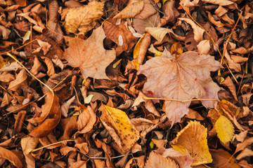 colorful red orange autumn leaves close up