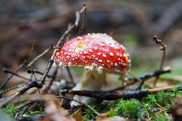 Amanita Muscaria close up in the forest.