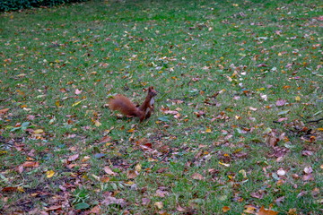 ワジェンキ公園