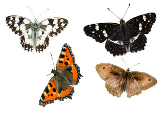 Schmetterlings Fotografie
