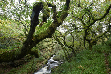 Moss covered woodland Bodmin Moor Cornwall
