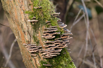 Bracket fungi