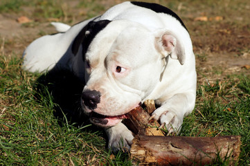 Bulldogge knabbert an Holz
