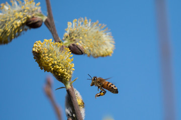bee on a catkin