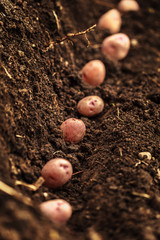 potato field vegetable with tubers in soil dirt surface background