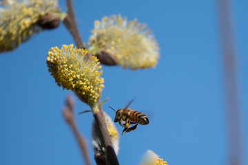 bee on a Catkin 