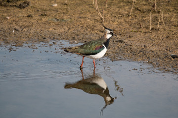 Lapwing