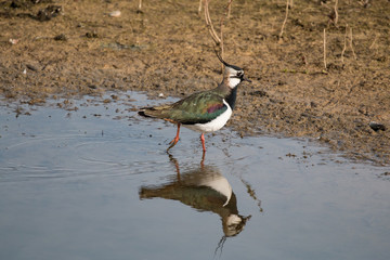 Lapwing